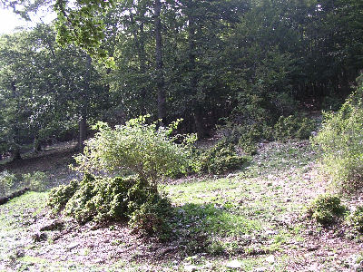 Natura Circostante al Convento Benedettino